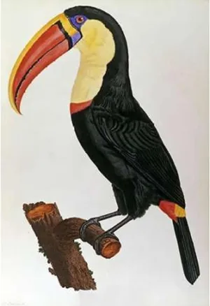 ArtDirect Le Vaillant, Francois 18x24 Gallery Wrapped Canvas Museum Art Titled: Le Toucan