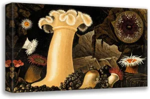ArtDirect Philip Henry Gosse 18x12 Gallery Wrapped Canvas Museum Art Print Titled: Actinoloba Dianthus, Sagartia Bellis, S Troglodytes, S. Rosea (1860)