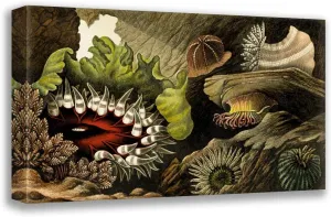 ArtDirect Philip Henry Gosse 18x12 Gallery Wrapped Canvas Museum Art Print Titled: Tealia Cassicornis, Bunodes Gemmacea, B. Ballii, B. Thallia (1860)