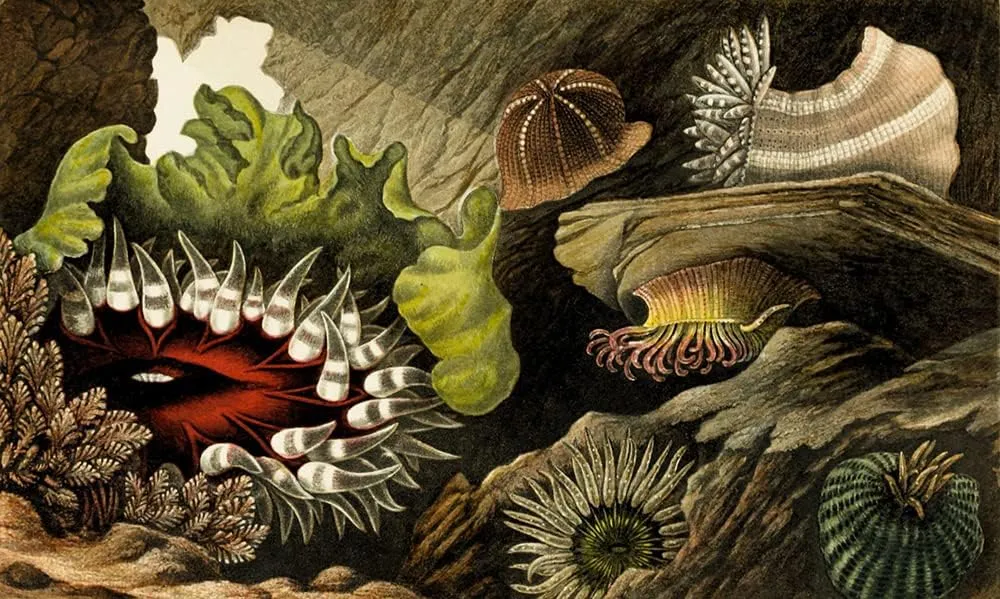 ArtDirect Philip Henry Gosse 18x12 Gallery Wrapped Canvas Museum Art Print Titled: Tealia Cassicornis, Bunodes Gemmacea, B. Ballii, B. Thallia (1860)