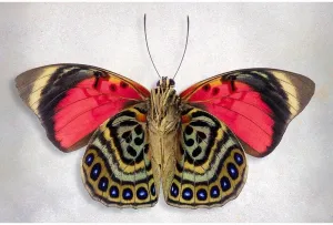 ArtDirect Reynolds, Richard 24x17 Gallery Wrapped Canvas Museum Art Titled: Claudina Agrias - Underside