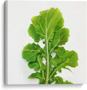 Canvas Lab Canvas Wall Art by Chef Capellini - Arugula Food & Decoration - 8 x 8 in - Food Kitchen Plant Ingredients Chef Diet Nutrition