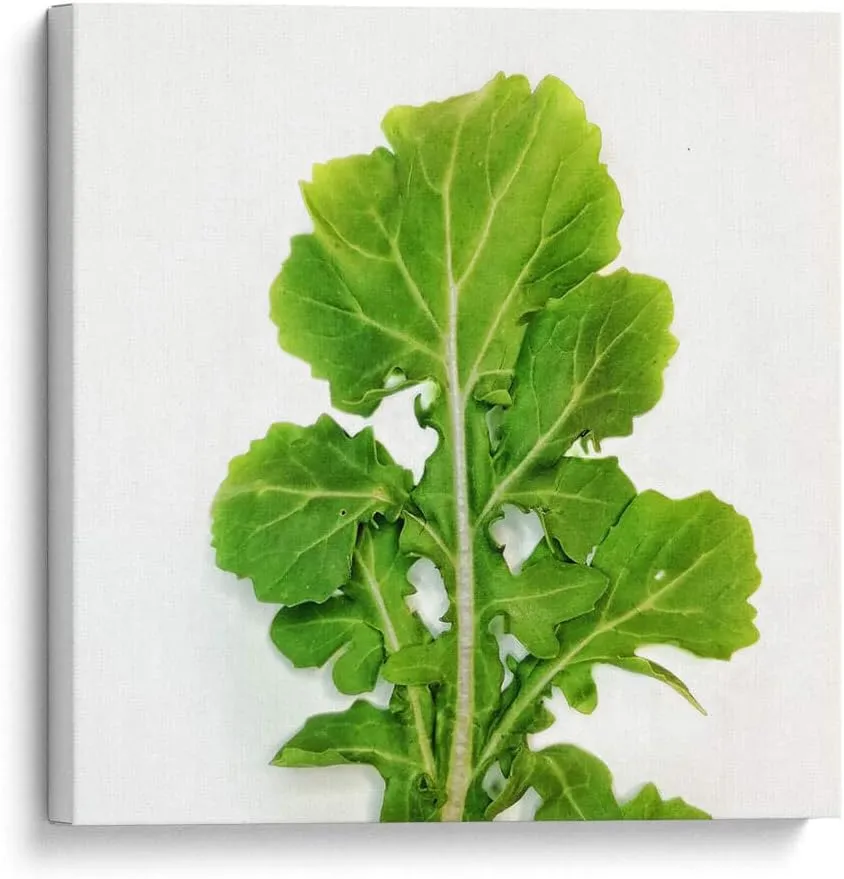 Canvas Lab Canvas Wall Art by Chef Capellini - Arugula Food & Decoration - 8 x 8 in - Food Kitchen Plant Ingredients Chef Diet Nutrition