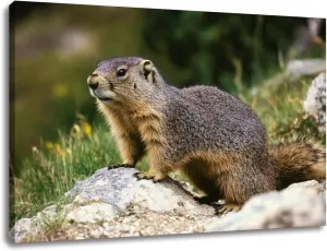 CHAUSSUREBAR Large Canvas Wall Art Alpine Marmot marmota marmota Adult standing Rocks French Alps Canvas Art Prints Pictures Wall Decor Living Room Wall Paintings for Bedroom Bathroom 20" x 32"