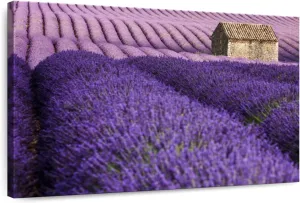 Elephant Stock - Valensole Plateau Wall Art - Horizontal Canvas Wall Art - Lobby Wall Decor - Photography Nature Canvas Art - Purple And Beige Decor - 36" x 24"