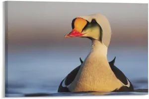 King Eider Duck Nature Lake Room Aesthetics Posters Canvas Posters Bedroom Decoration Sports Office Decoration Gifts Wall Art Decoration Printing Posters 12x18inch(30x45cm)
