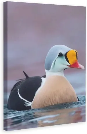 King Eider Duck Water Swimming Canvas Poster Bedroom Decor Sports Landscape Office Room Decor Gift,Canvas Poster Wall Art Decor Print Picture Paintings for Living Room Bedroom Decoration 12x18inchs(30