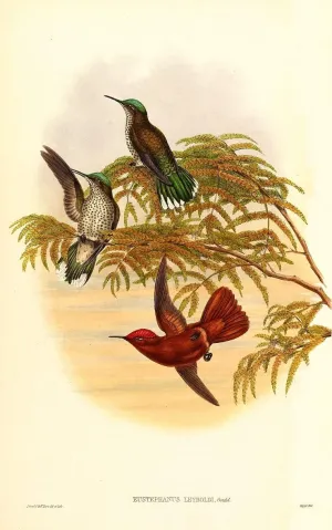 NHPVHNRW Famous Poster and Print Classical Art Painting Animal Bird Leybold's Fire Which Is Now a of the by John Gould Retro Wall Poster for Wall Decor 60x90cm