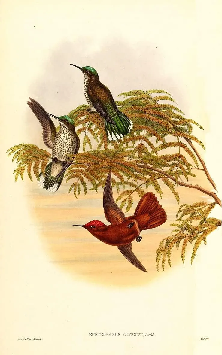 NHPVHNRW Famous Poster and Print Classical Art Painting Animal Bird Leybold's Fire Which Is Now a of the by John Gould Retro Wall Poster for Wall Decor 60x90cm