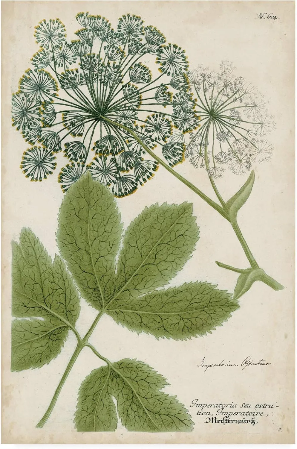 Trademark Fine Art, 16x24 Queen Annes Lace Green by Weinmann
