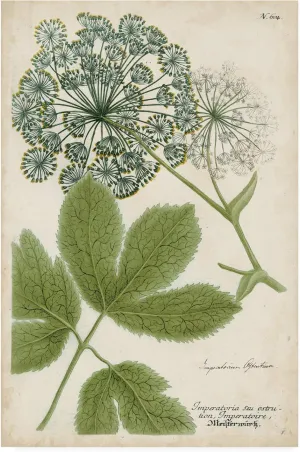 Trademark Fine Art, 16x24 Queen Annes Lace Green by Weinmann