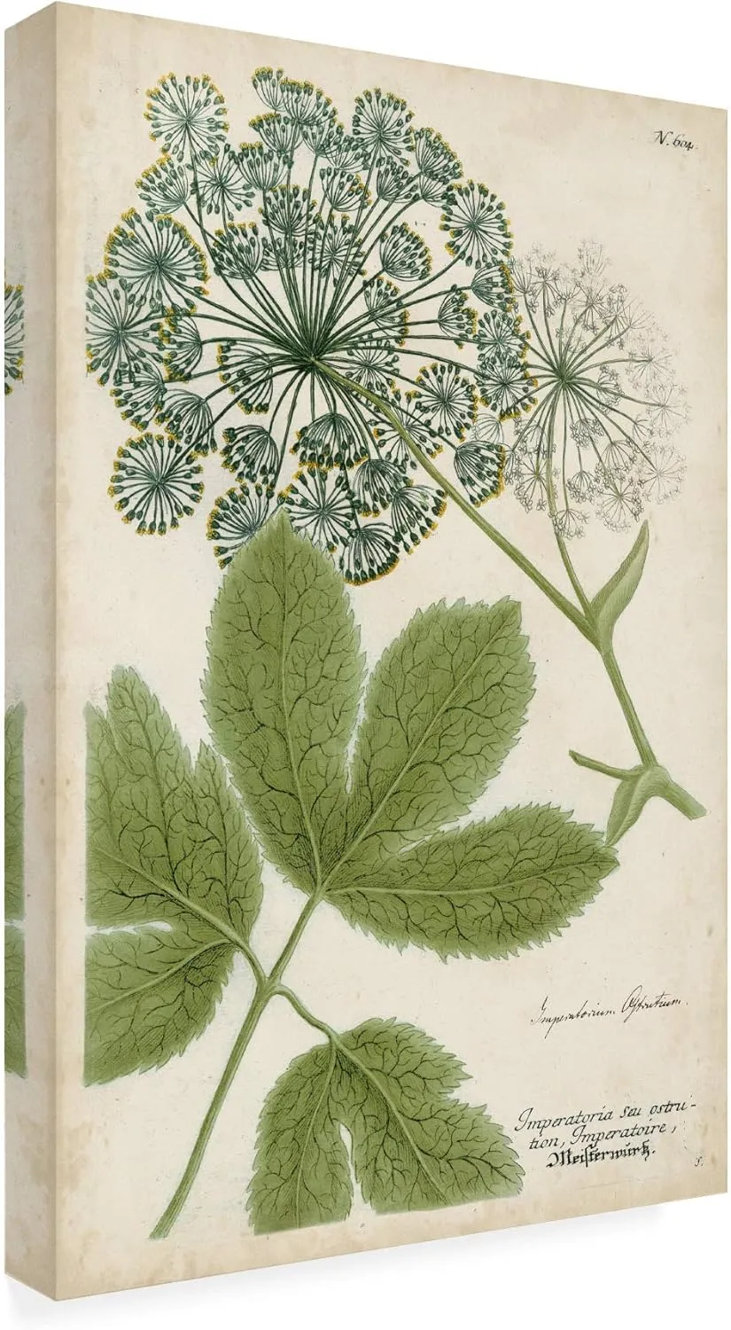 Trademark Fine Art, 16x24 Queen Annes Lace Green by Weinmann