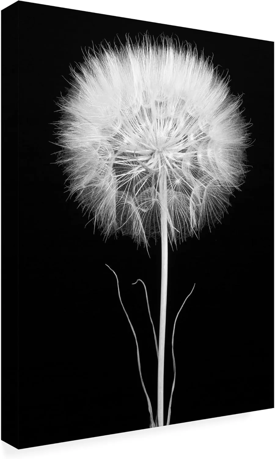 Trademark Fine Art Canvas Wall Art - Berry Rosenthal 'Salsify' Wall Art for Living Room, Bedroom, or Office Décor