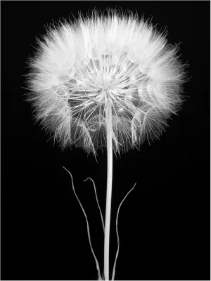 Trademark Fine Art Canvas Wall Art - Berry Rosenthal 'Salsify' Wall Art for Living Room, Bedroom, or Office Décor